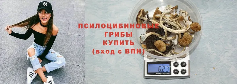 Галлюциногенные грибы Psilocybine cubensis  блэк спрут   Балей 